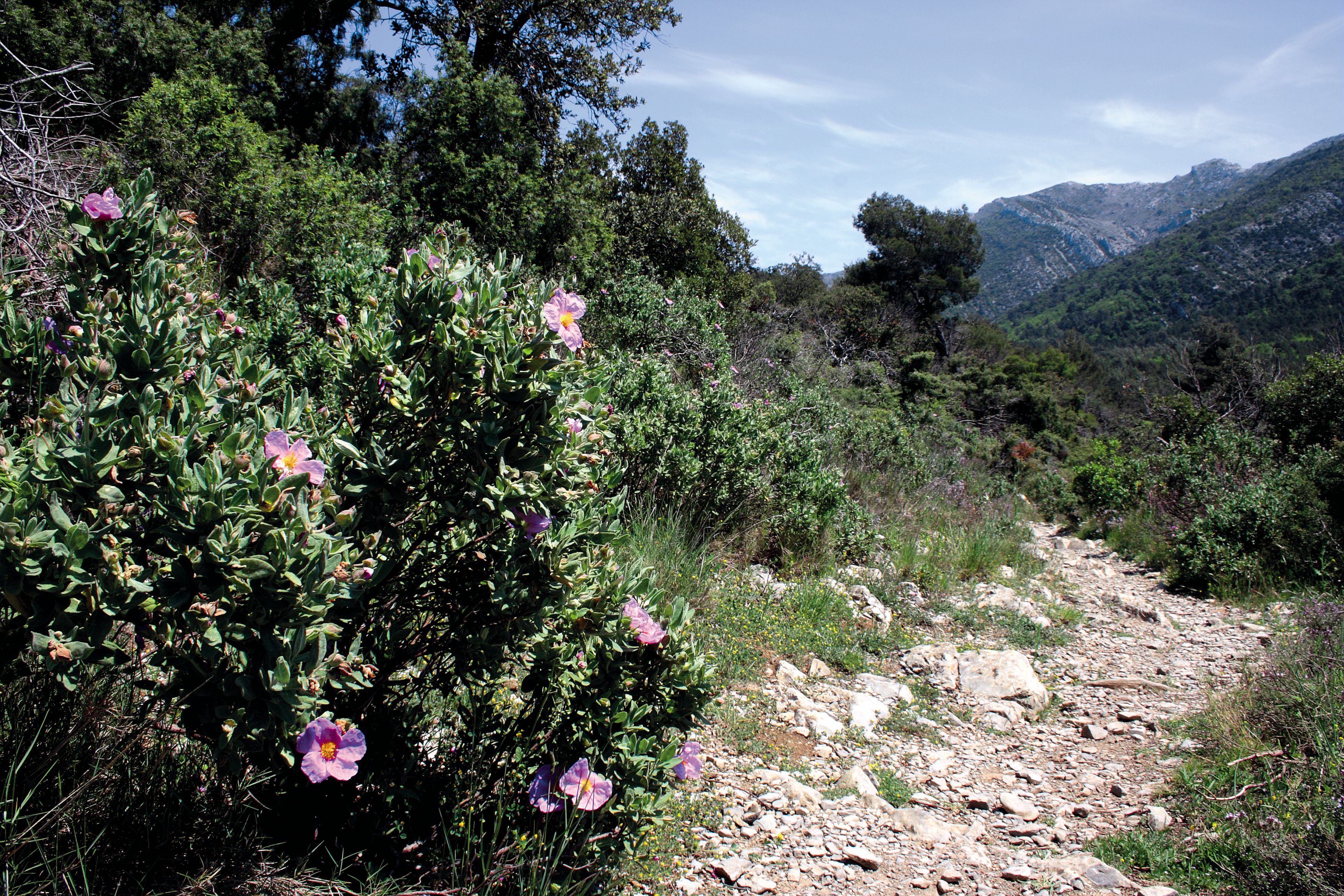 Sentier des Plaideurs : Découverte des secrets botaniques de Sainte-Victoire avec un livret pédagogique, Vauvenargues - photo 2