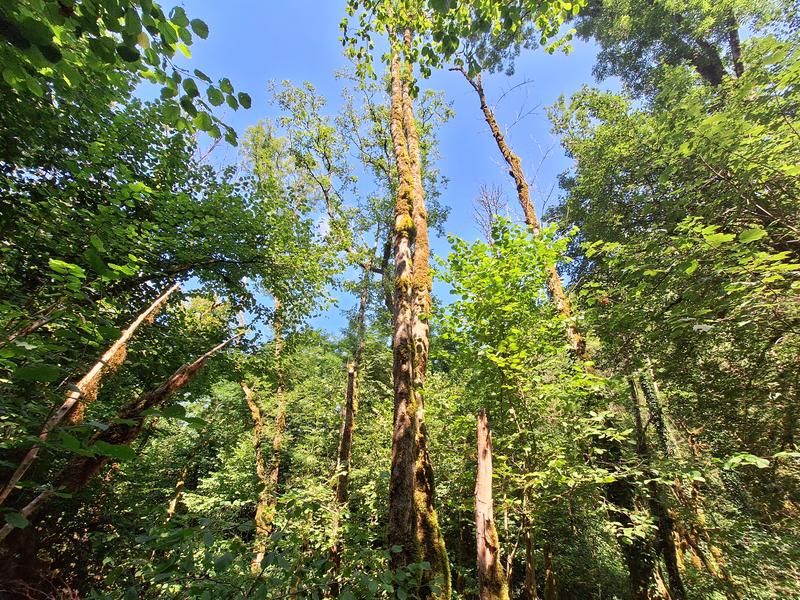 Balade contée : murmures entre les branches_Torcieu