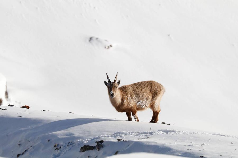 Ciné-Casset : 'Là-haut sur la montagne'