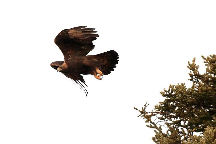 Conférence : les rapaces des Ecrins