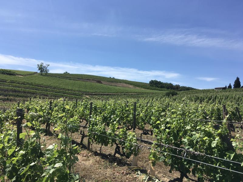 Photo d'un vignoble