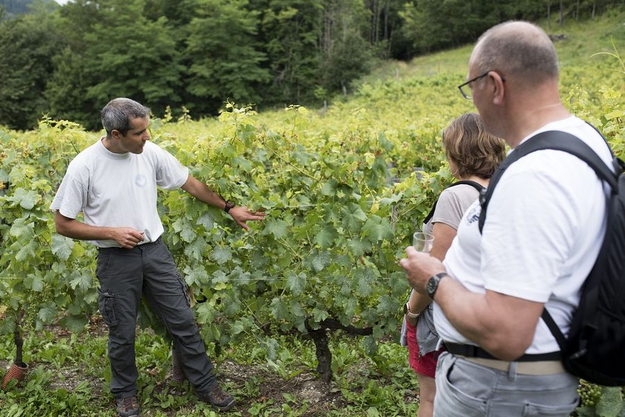 The secrets of the Féternes vineyard
