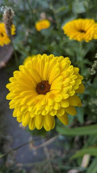 Les Mardis Plantes & Santé - Les Échappées Estivales