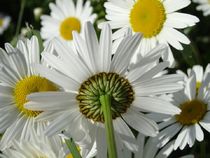 Art floral - L'Eveil ussonnais - Usson-en-Forez