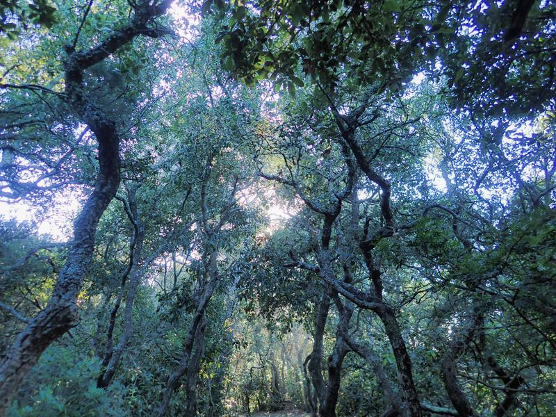 En forêt