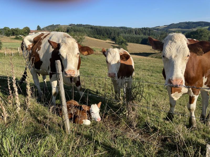 \'Gîte de Basse Comté\' (avec piscine chauffée) à Cublize (Rhône - Beaujolais Vert - Lac des Sapins) : Les vaches dans les champs à côté du gîte 