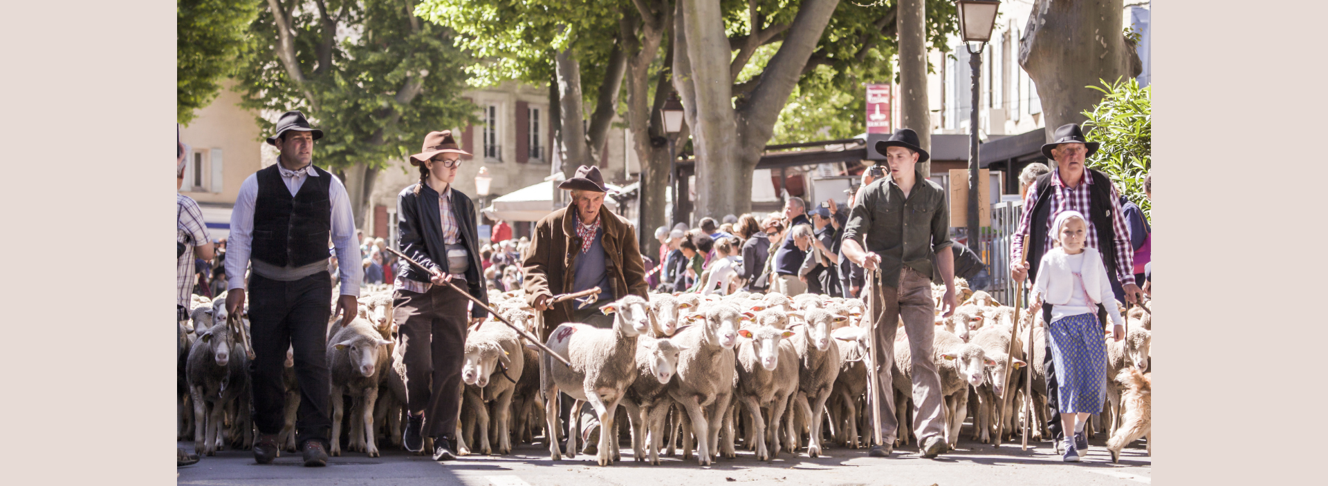 Transhumance Saint-Rémy-de-Provence 2026 : lundi 25 mai, traditions ...
