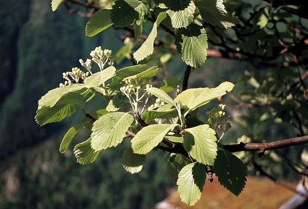 Le charme houblon ou Ostrya ou encore bois-de-fer, (Ostrya carpinifolia), famille des Bétulacées, en fleurs au printemps