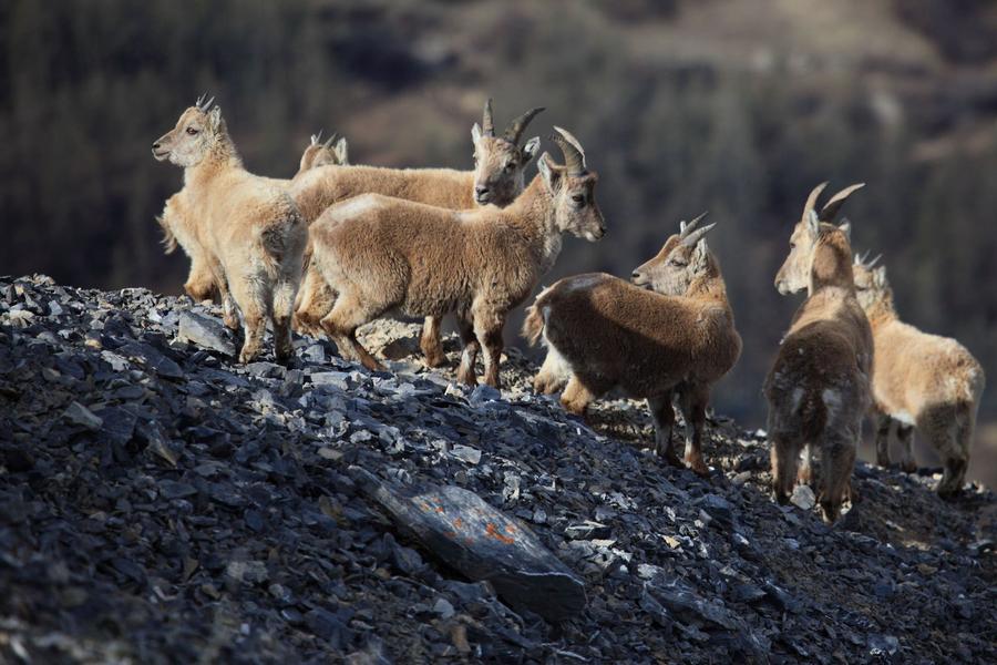 - © Marc Corail, Parc national des Ecrins. 057929_HD - © Marc Corail, Parc national des Ecrins.