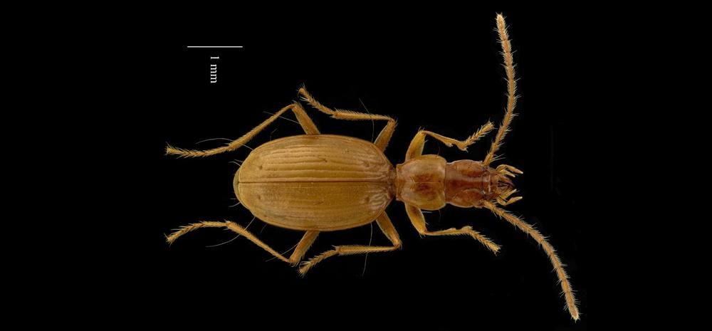 Visite de lété Faune des cavernes