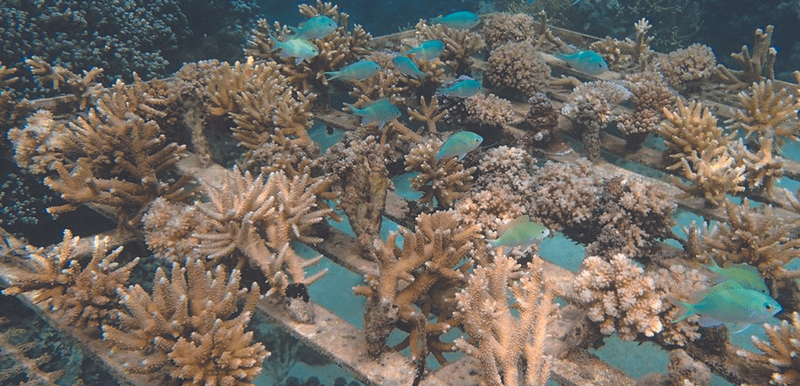 Tamari'i Pointe Des Pêcheurs