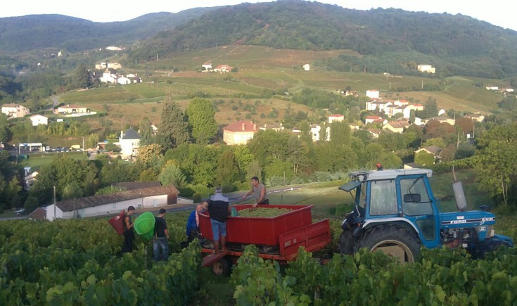 vendanges au Domaine Philippe DESCHAMPS à Beaujeu