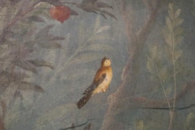 Conférence "La représentation des oiseaux dans la peinture murale au 1er siècle…
