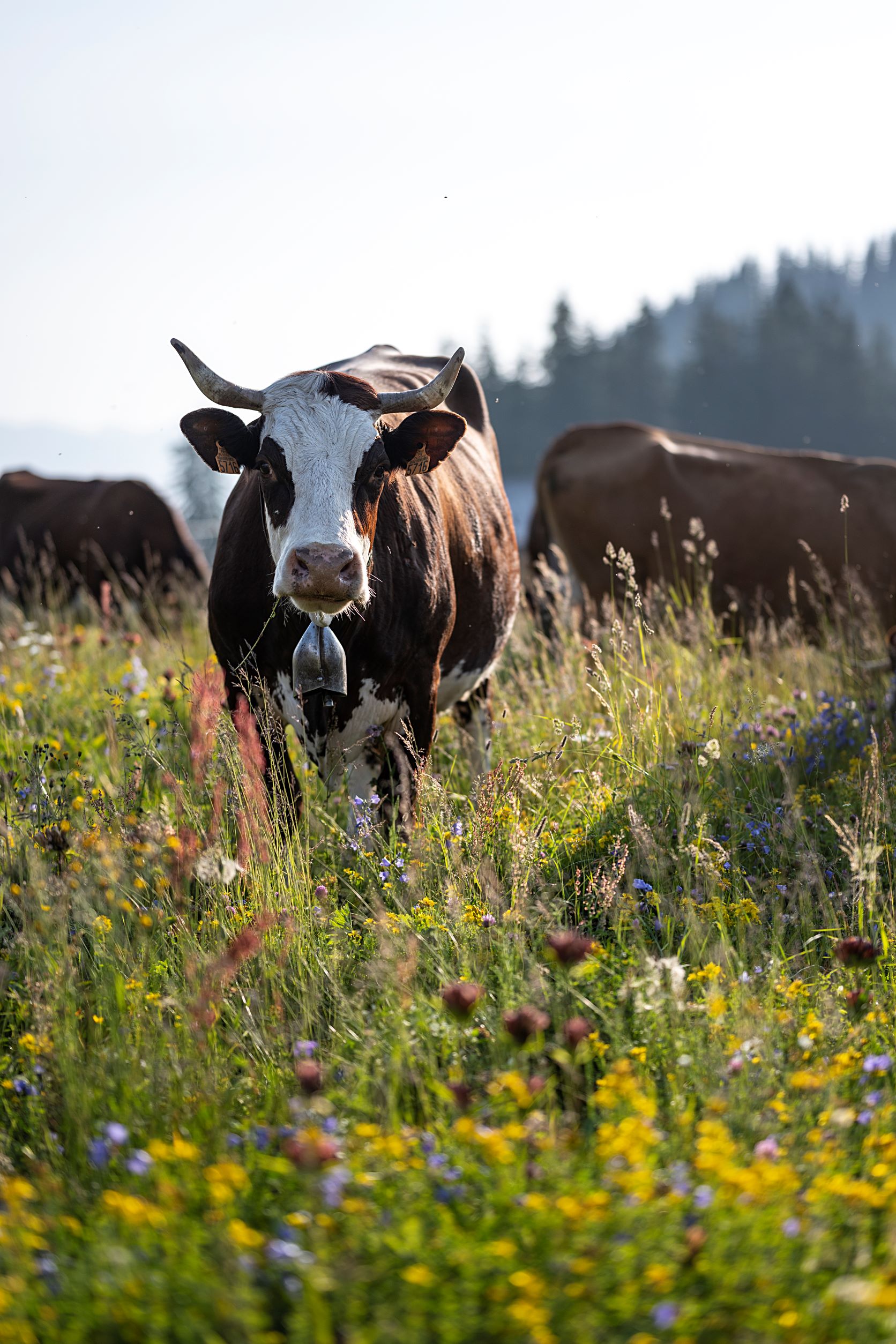 Visite de ferme et dégustation