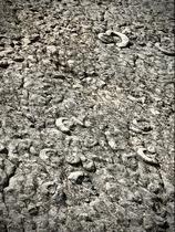 dalle aux ammonites