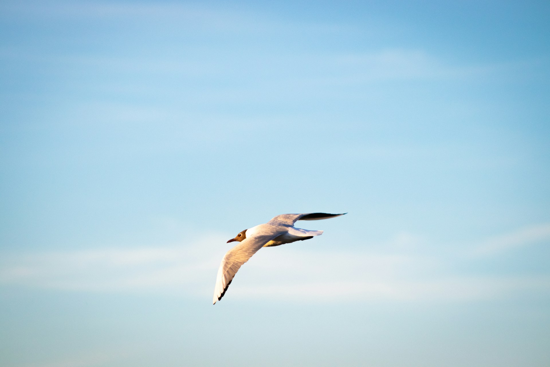 Spectacle Théâtre musicale - Roiseaux_Charnas