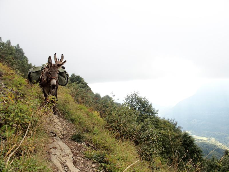 Randonnée avec des ânes et bivouac : 2 jours_Les Déserts