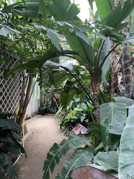 Les serres du jardin des plantes_Grenoble