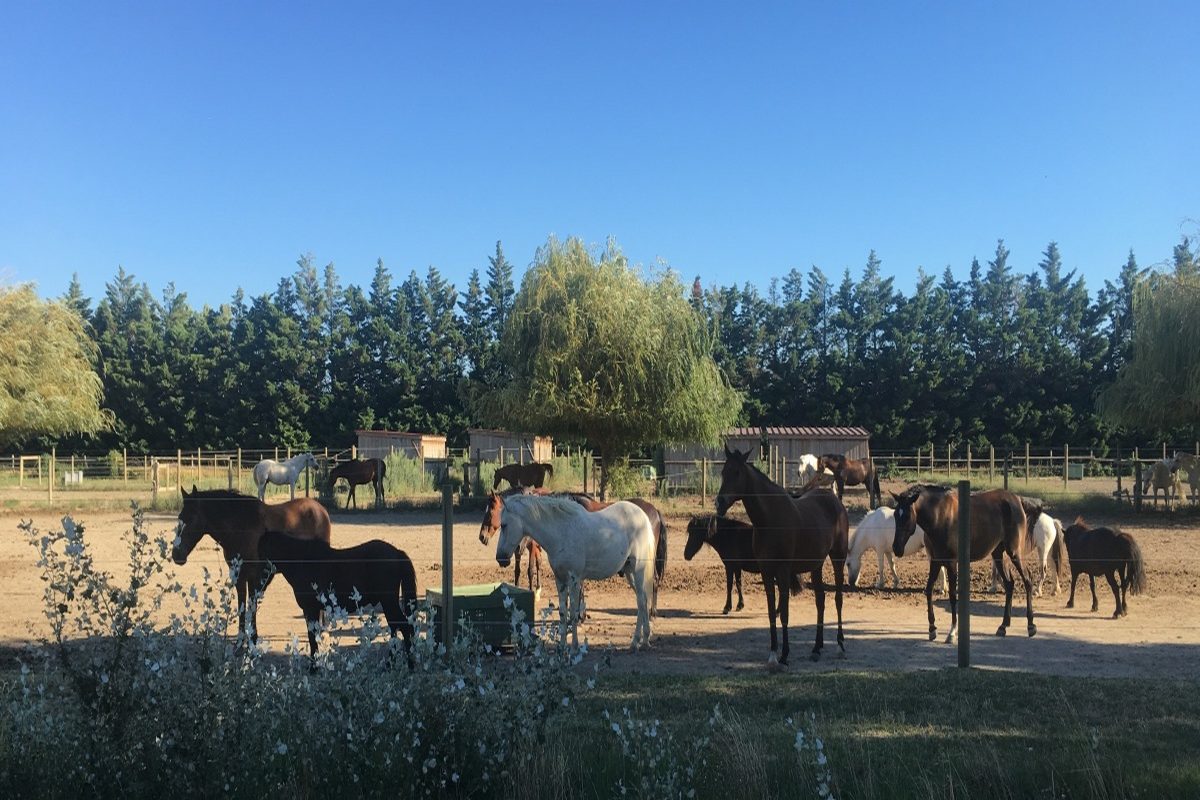 Centre Equestre Avignon
