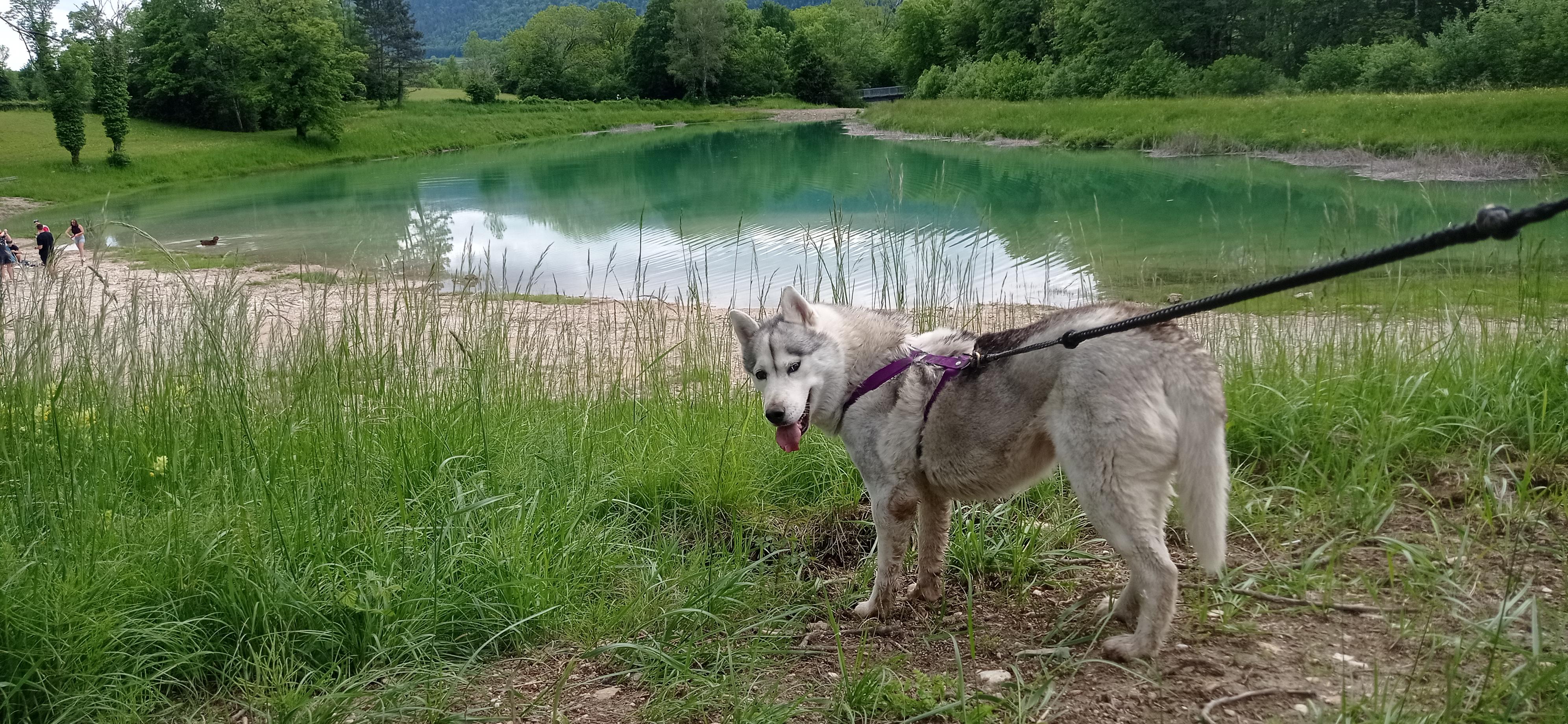 Cani-rando avec Symbiose