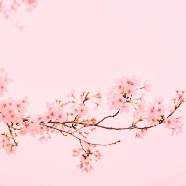 Atelier peinture zen et sakura