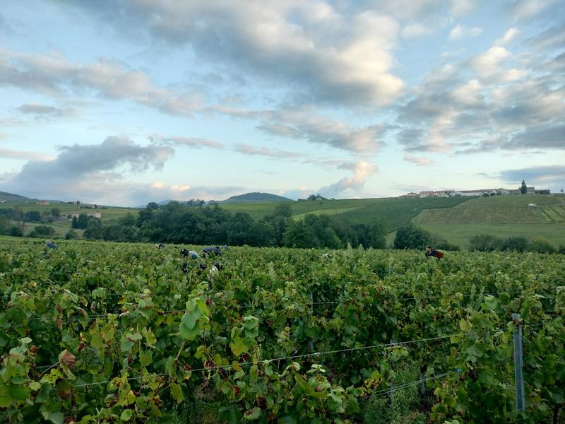 Domaine du Barvy_Odenas