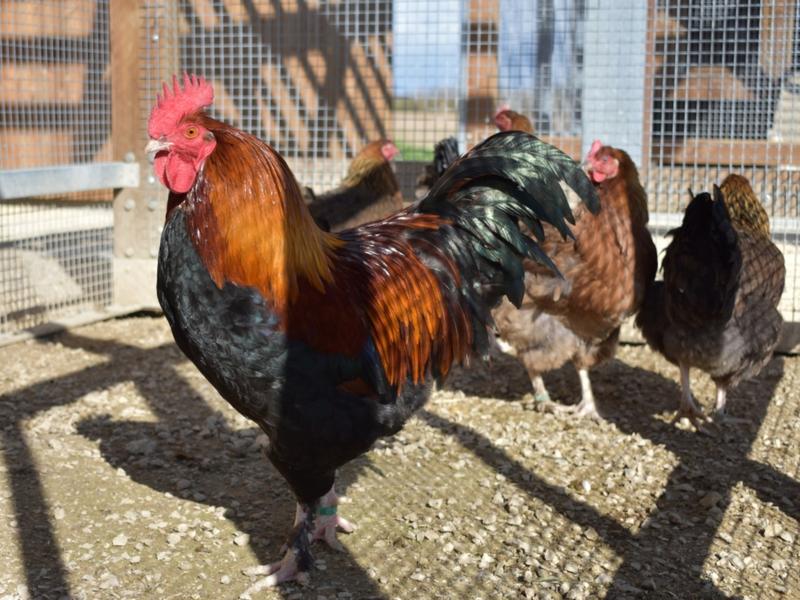 Poulailler conservatoire de la poule La Marans