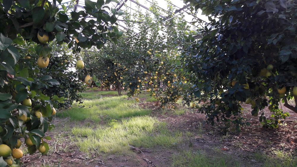 Domaine du Jasson