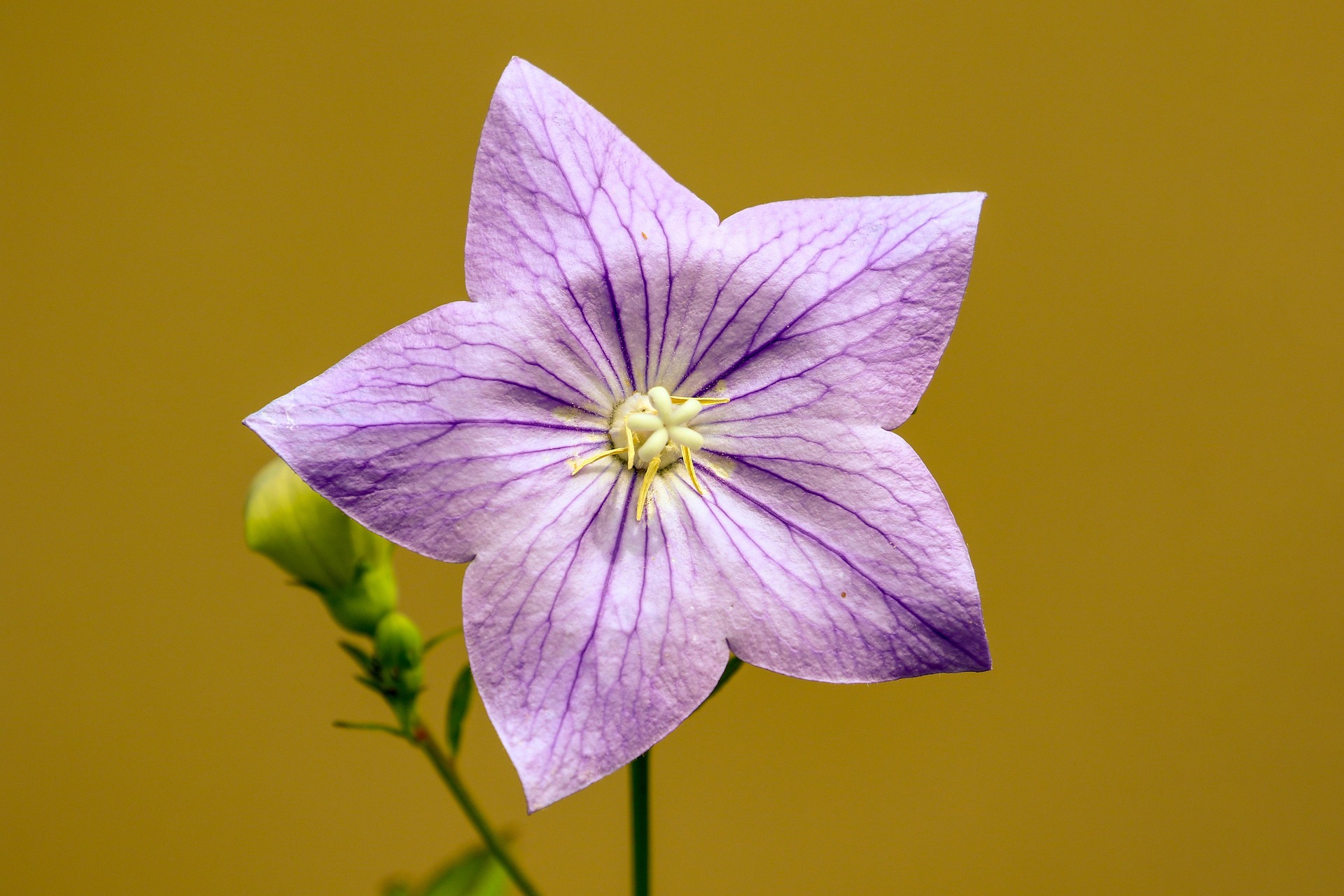Été