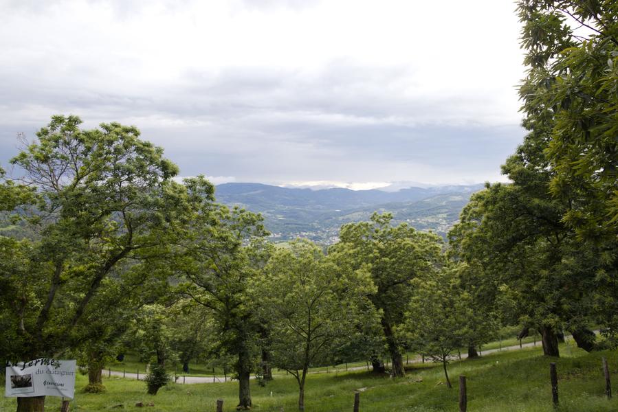 Vue sur la châtaigneraie