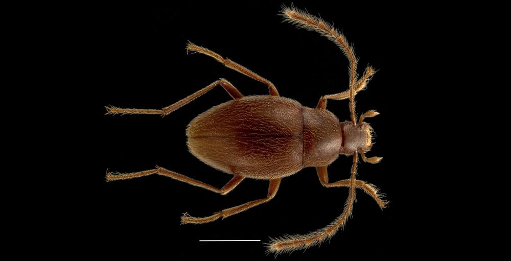 Visite de lété Faune des cavernes