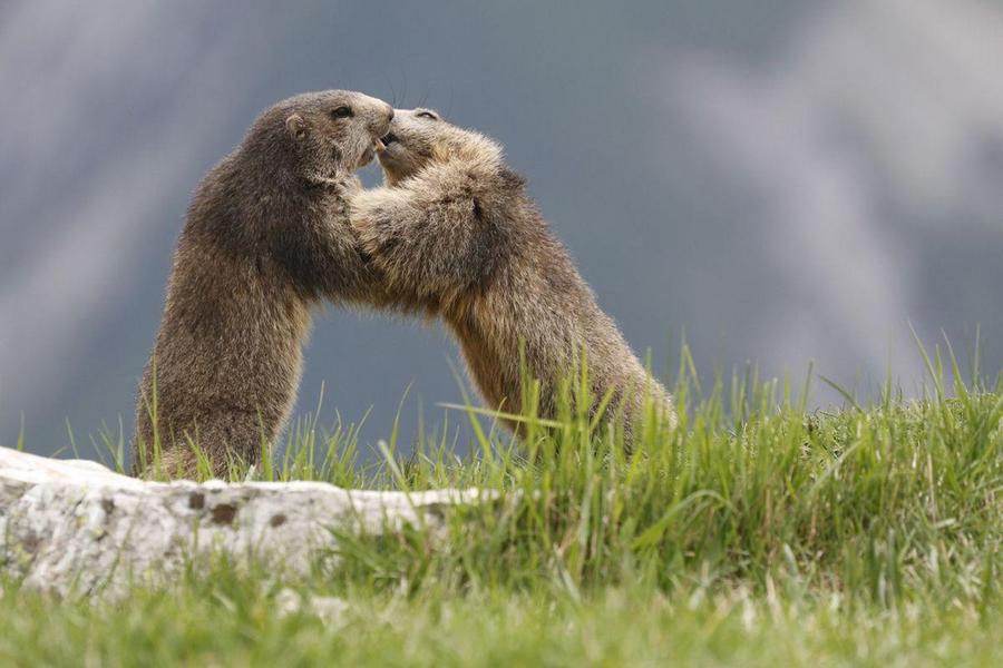 - © Parc national des Ecrins Les marmottes du grand rocher - © Parc national des Ecrins