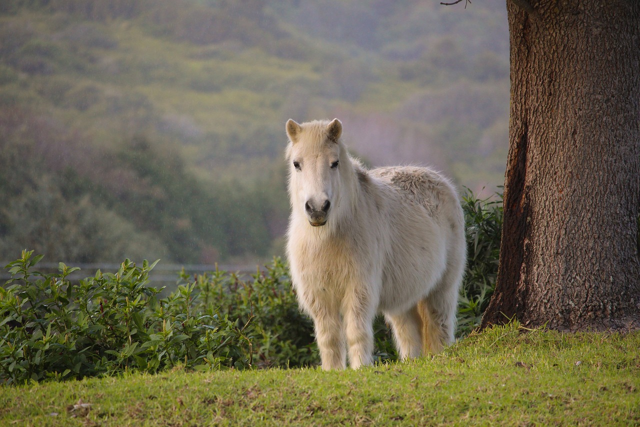 Balade ludique à poneys