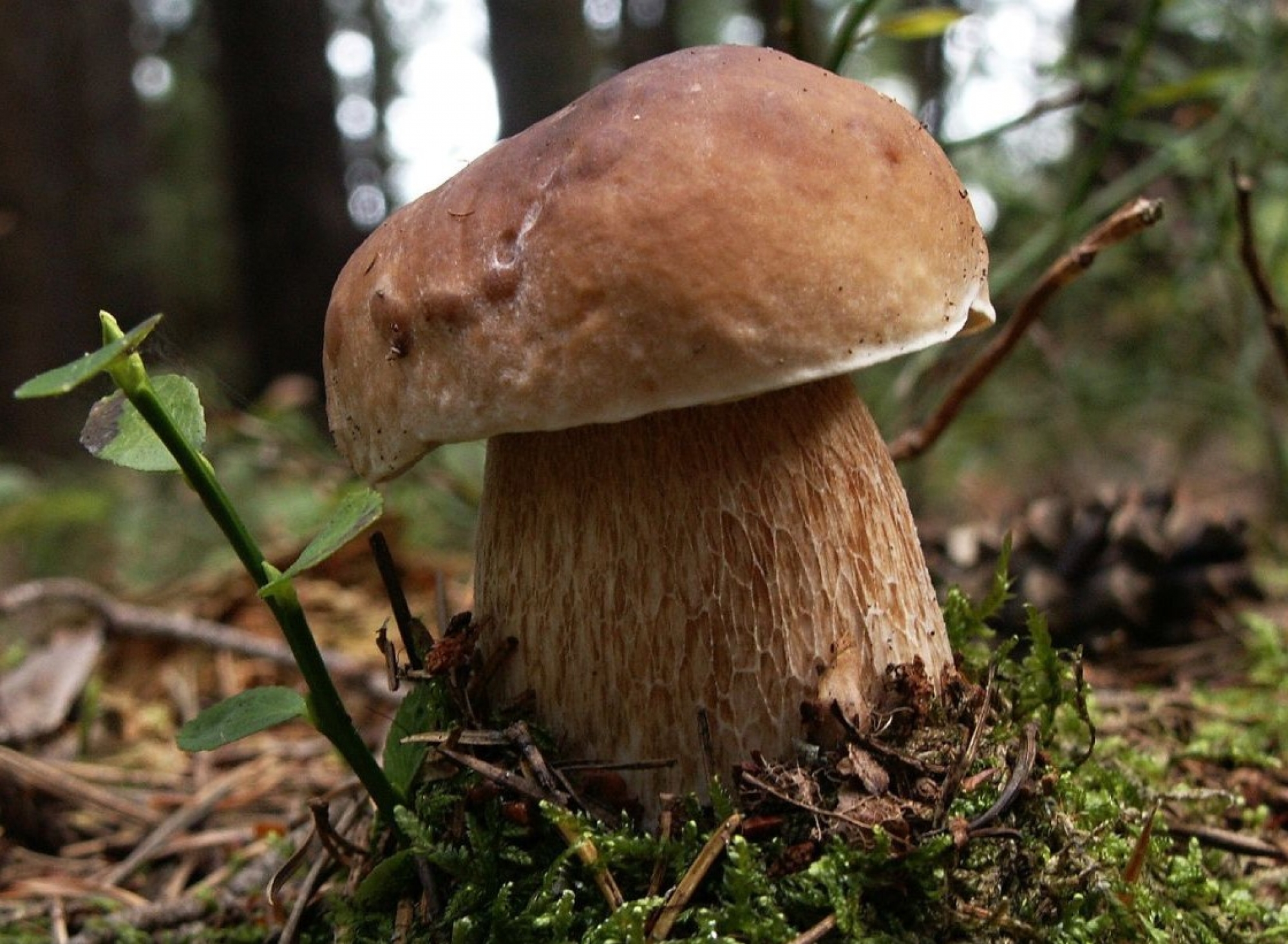 Foire aux champignons et aux chevaux