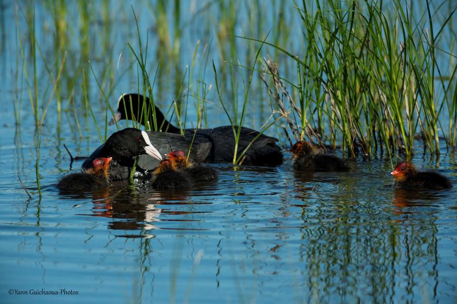Parc ornithologique de Pont de Gau_Saintes-Maries-de-la-Mer