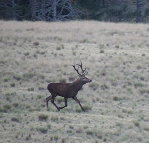 Cerf