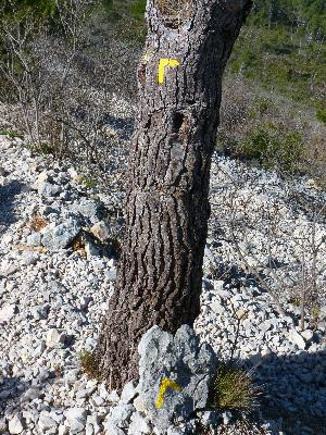 Carnoux : le plateau de Languilard
