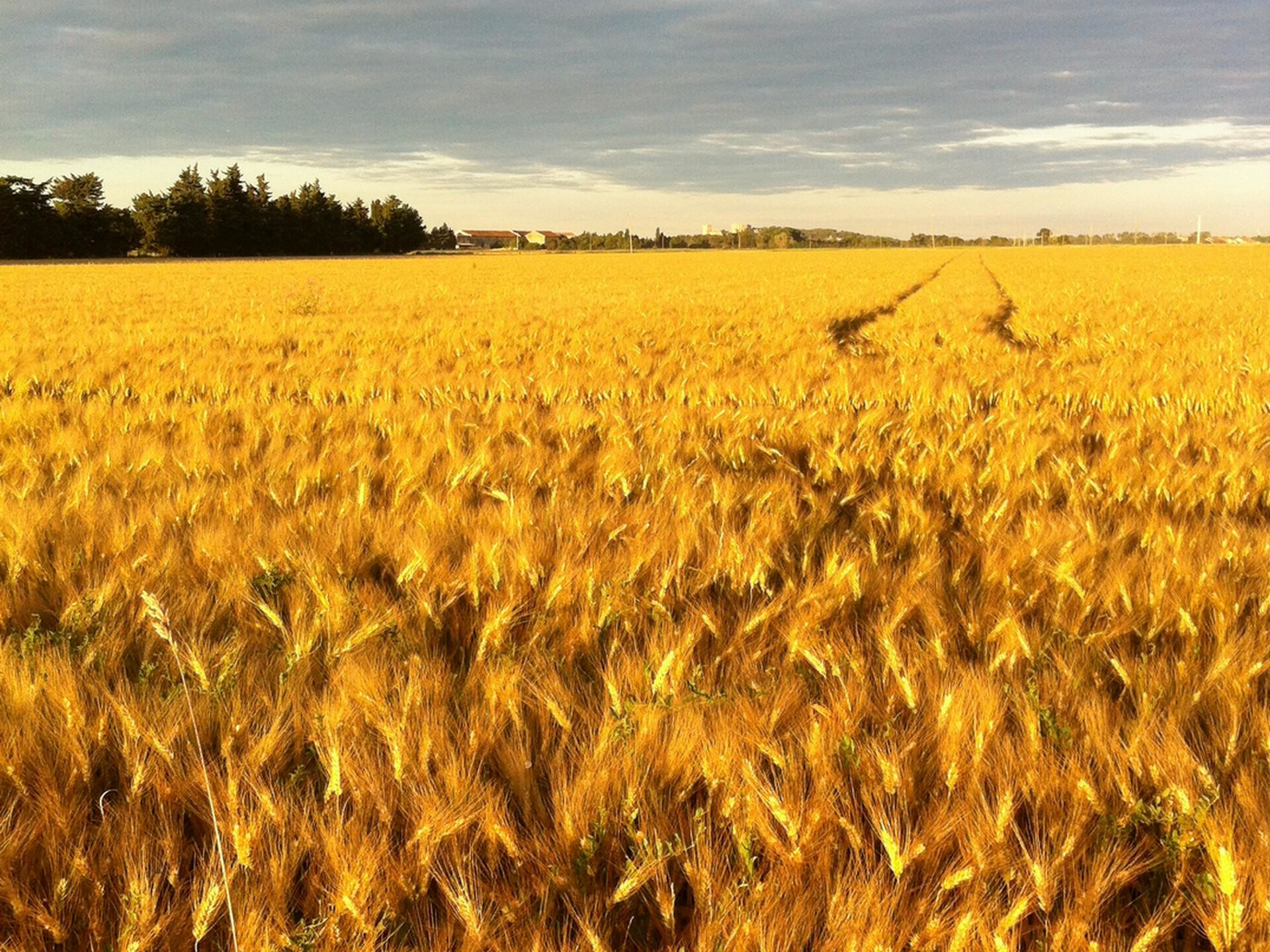 Moulin Mas de Daudet - photo 2