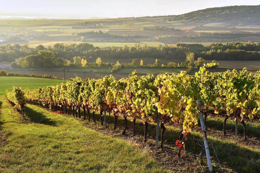 Randonnée dans le vignoble de Boudes