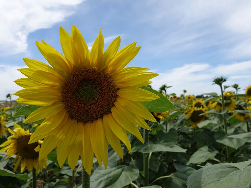 Champ de Tournesol à Vandré