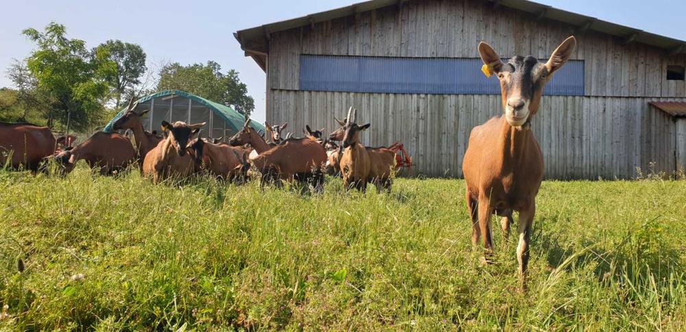 La chèvrerie du roche - producteur -Annoisin-Chatelans - Balcons du Dauphiné