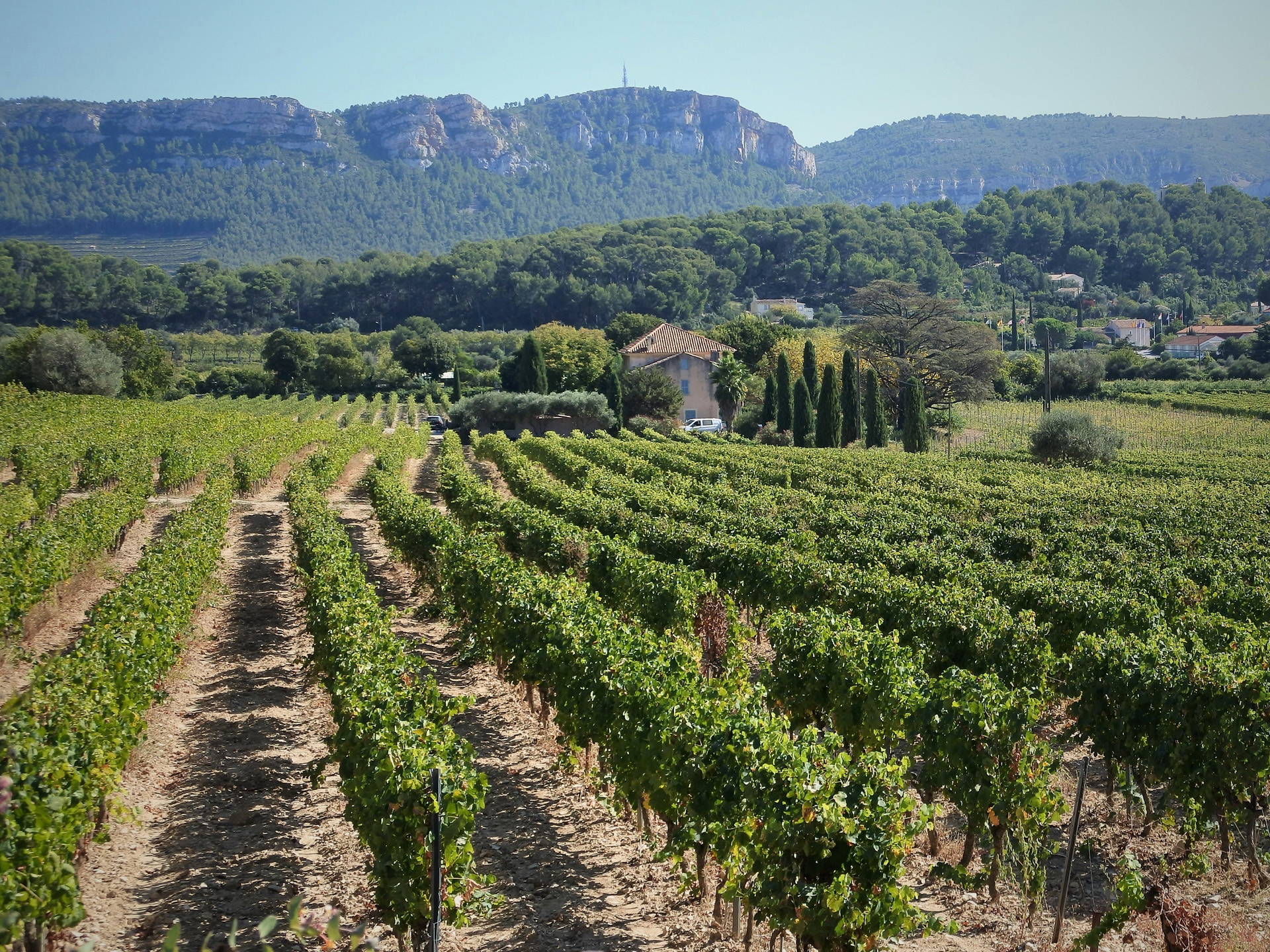 Le vignoble de la baie de Cassis