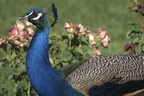 À la recherche des trésors du parc Borély  (Enfants) RDV aux jardins