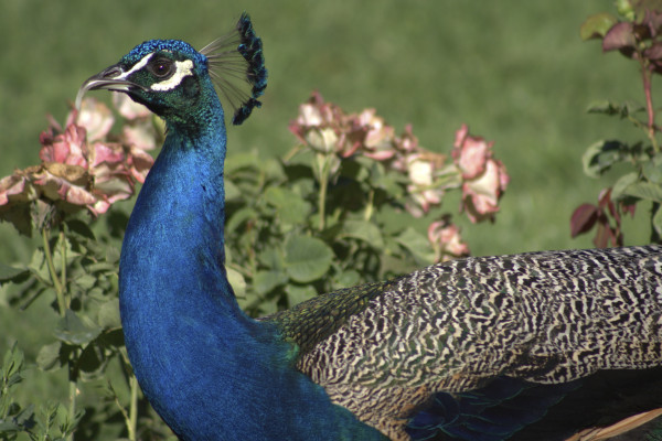À la recherche des trésors du parc Borély (Enfants) RDV aux jardins - photo 2