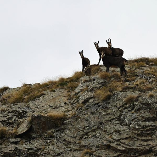 - © Rodolphe Papet, Parc national des Ecrins. 122494e_HD - © Rodolphe Papet, Parc national des Ecrins.