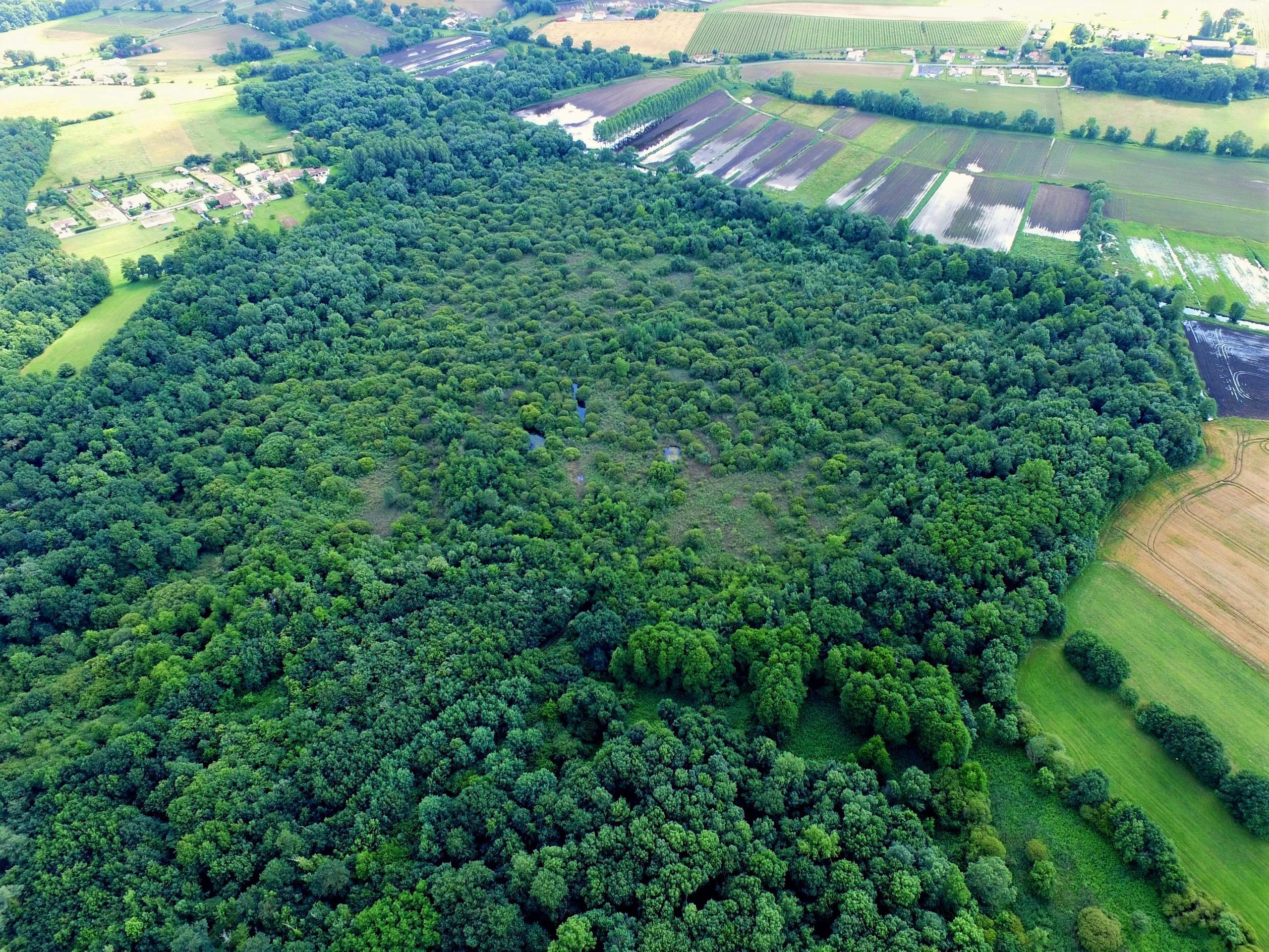 A la découverte de la forêt tourbeuse du Bois Mou