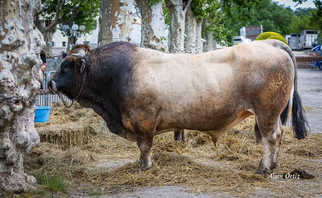 taureau reproducteur