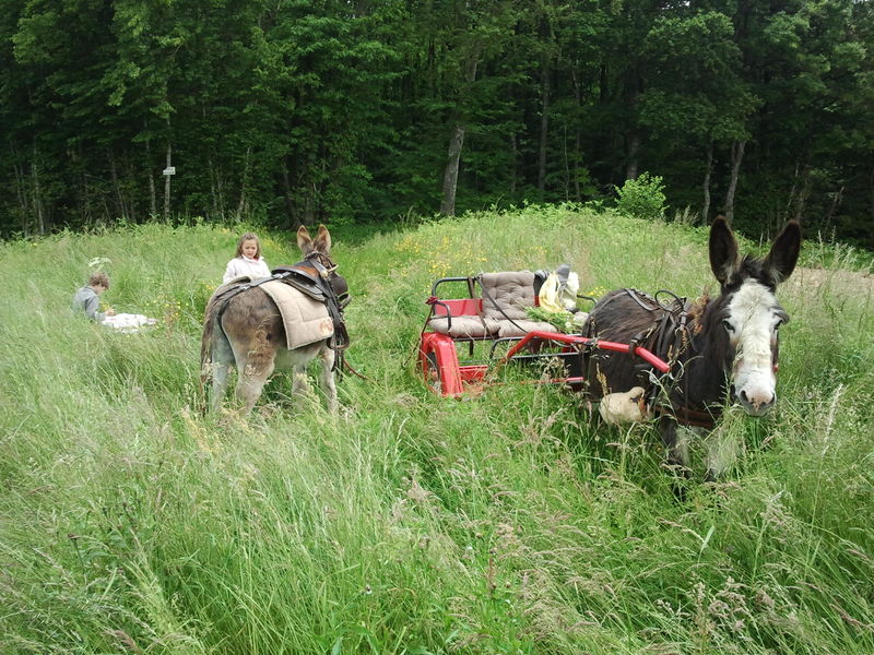 Balades en sulky avec les ânes des terres froides