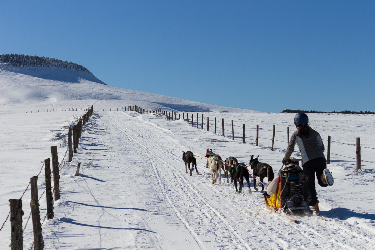 Balade en chiens de traineaux - Enola Sled Dogs