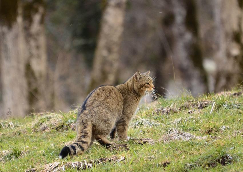 Animation nature sur les ENS : sur les traces du chat forestier_Optevoz-Balcons du Dauphiné